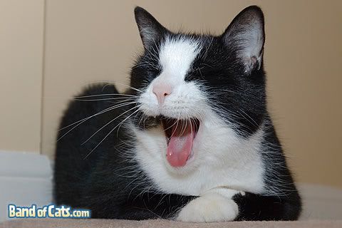 [Image: pictures-of-cats_dax-big-yawn_02-1.jpg]