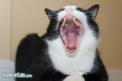 [Image: pictures-of-cats_dax-big-yawn_03-1.jpg]