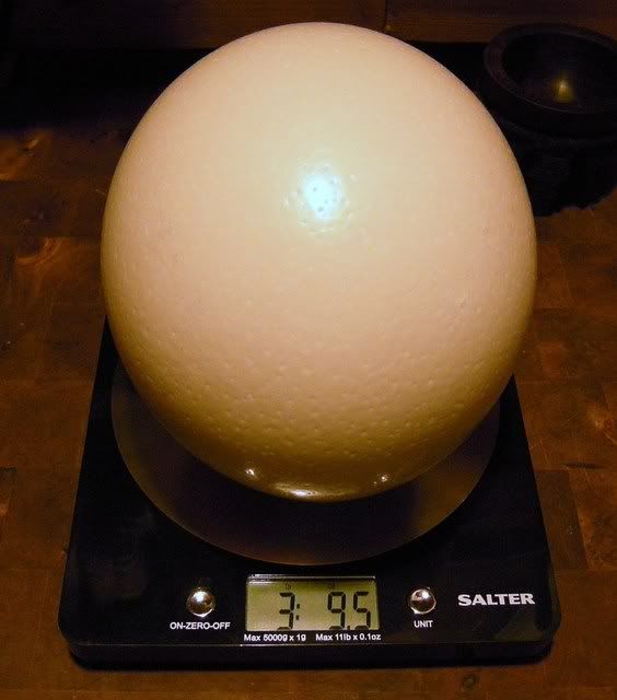 second largest bird egg in the world
