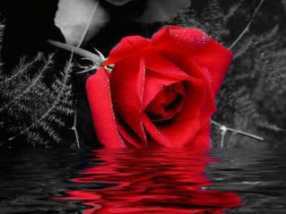 color splash photo: Color Splash Rose Rose.jpg