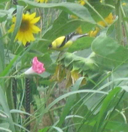 Goldfinch on sunflowers, Summer 2010