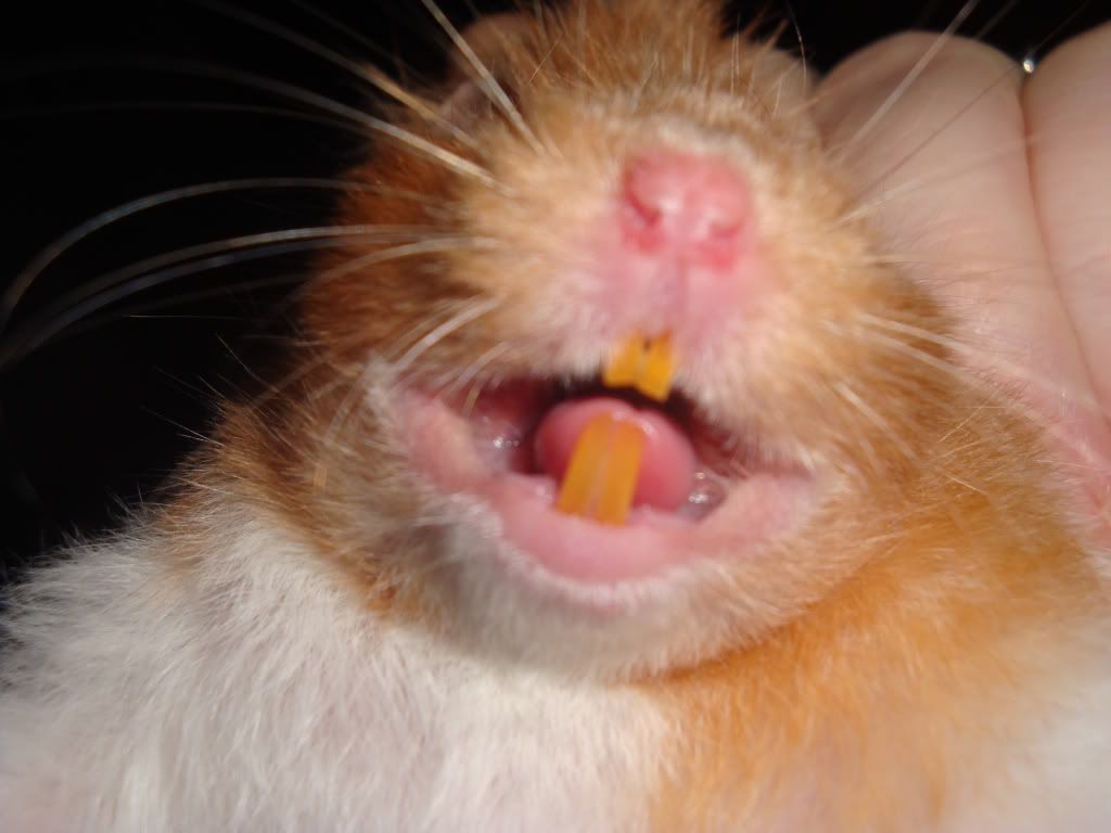 hamster teeth