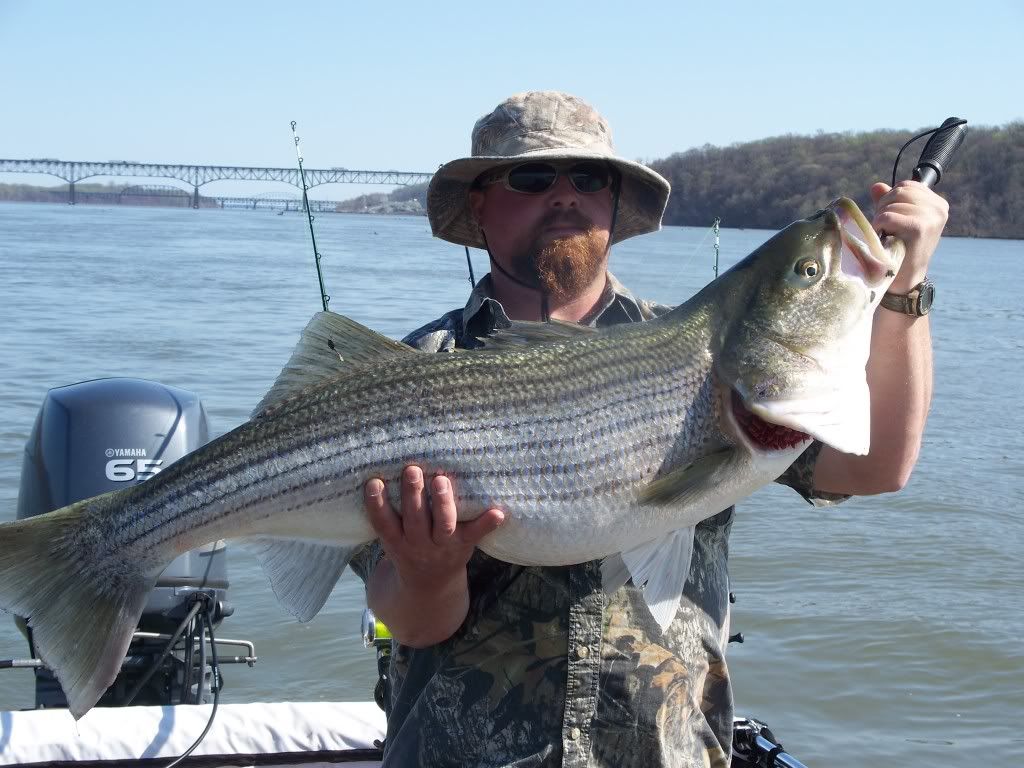 springtime susquehanna stripers Catfish Angler Forum at USCA
