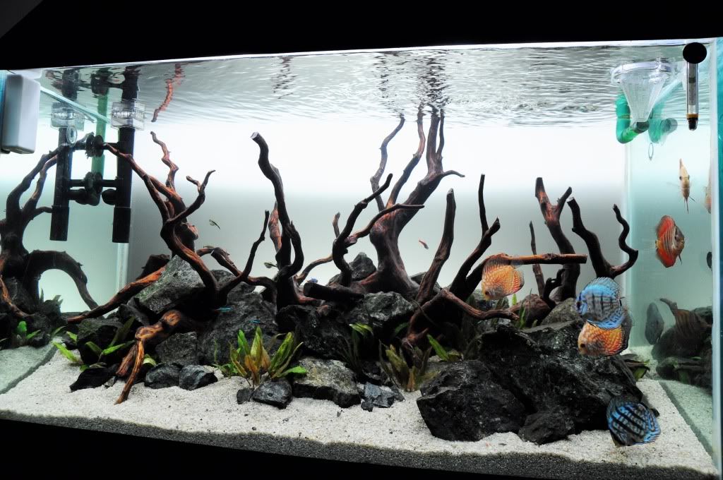 CichlidForum • LWL's Discus Tank