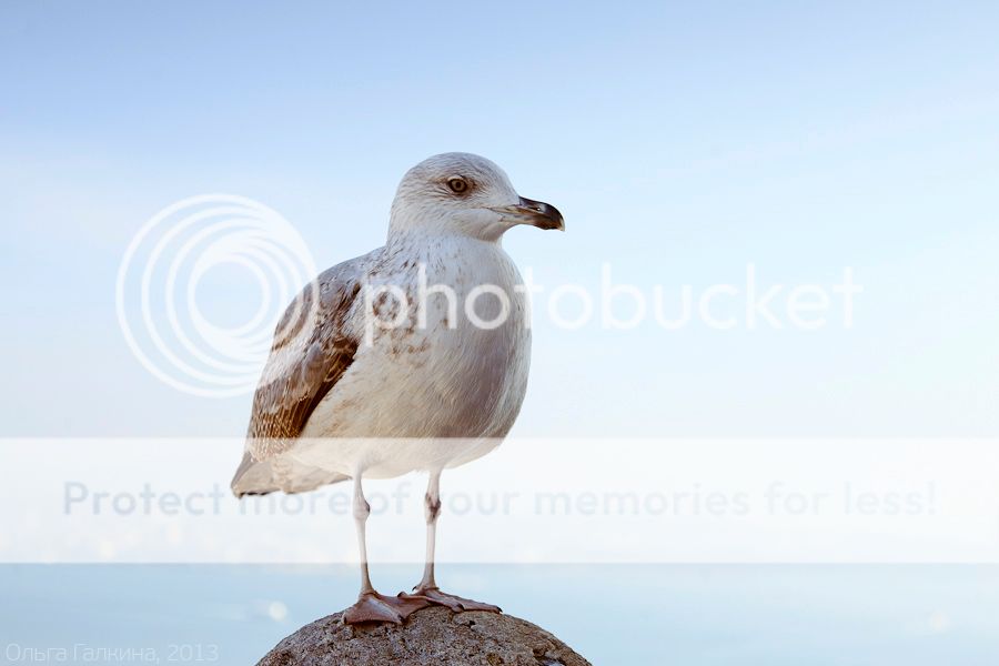 photo _MG_7976_zps8209a3c3.jpg