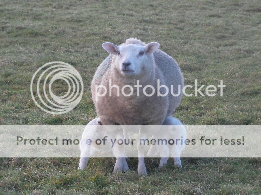  photo winter-daisy-lambs.jpg
