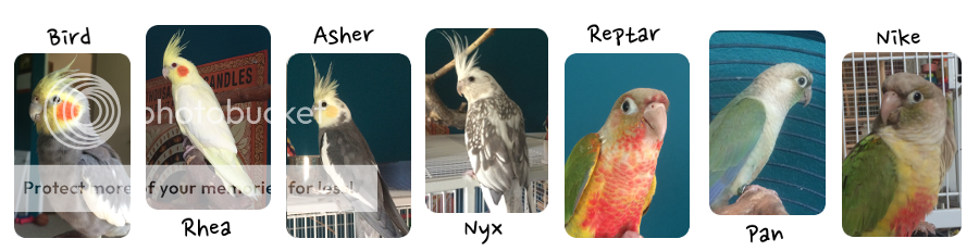 Cockatiel vs Parrotlet: pros and cons | Talk Cockatiels Forum